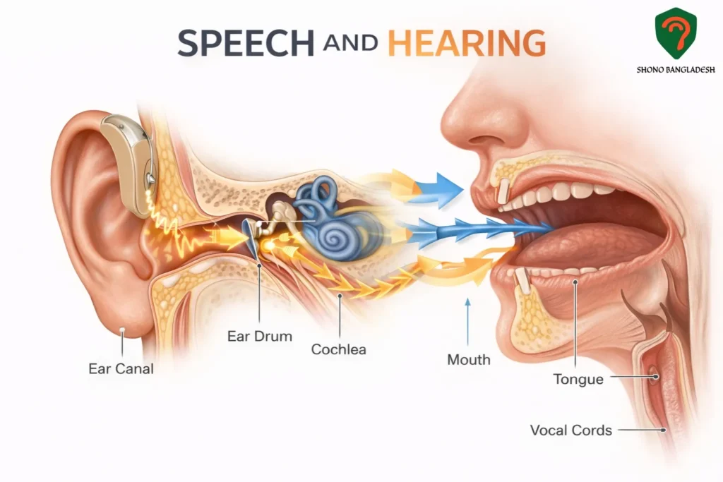 স্পীচ (Speech) এবং হিয়ারিং (Hearing) রিলেটেড ডিসঅর্ডার সংক্রান্ত কিছু মিথ অথবা প্রচলিত কুসংস্কারঃ 4 Speech and Hearing